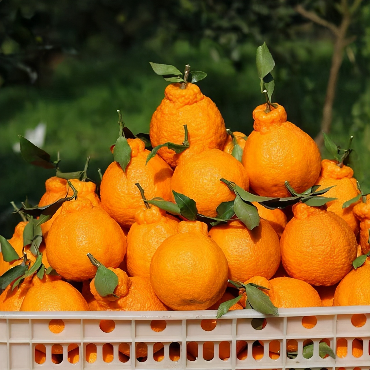 四月份吃西瓜为啥拉肚子,回老家吃东西拉肚子