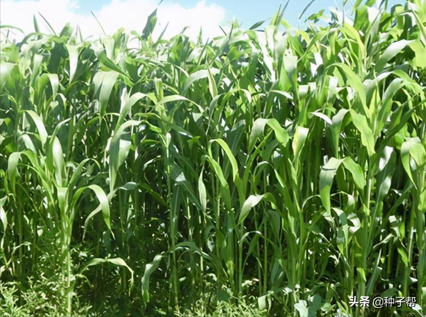 新品种高粱一亩能产多少斤,种植什么品种的高粱收益高