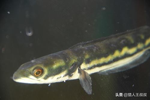 比食人鱼厉害的凶猛的观赏鱼,比食人鱼还凶残的十种鱼