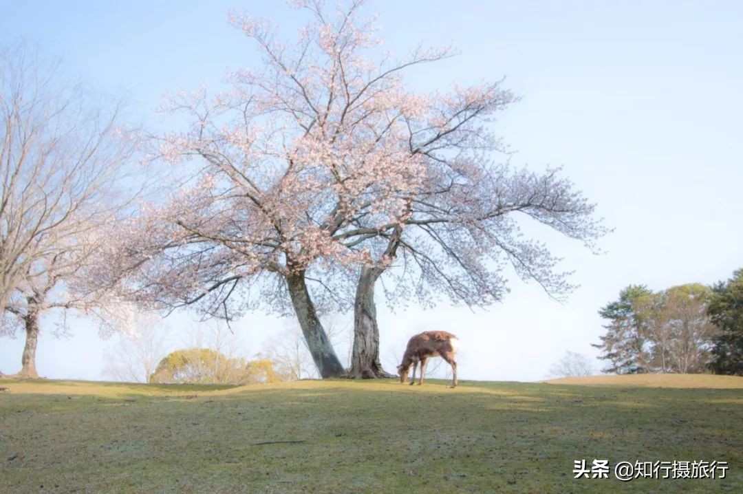 日本樱花季是八月几号,2020年日本樱花花期表