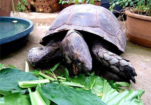 一个龟缸适合养几只龟,什么龟可以和几只龟养在一起