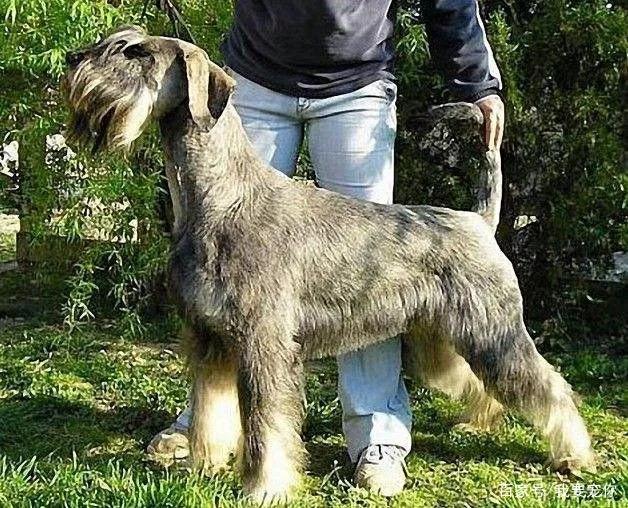 雪纳瑞串巨型雪纳瑞,每日一宠雪纳瑞图片