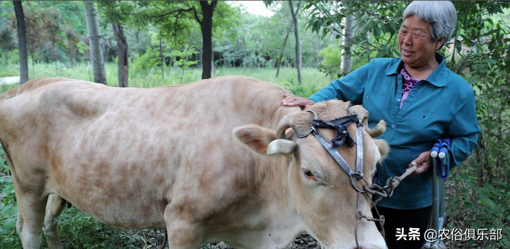 养牛和养羊哪个好养哪个挣钱,养羊和养牛哪个更赚钱前途好