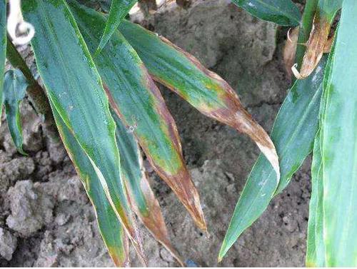 经销商生意难做该不该缩小规模,传统经销商的出路在哪里