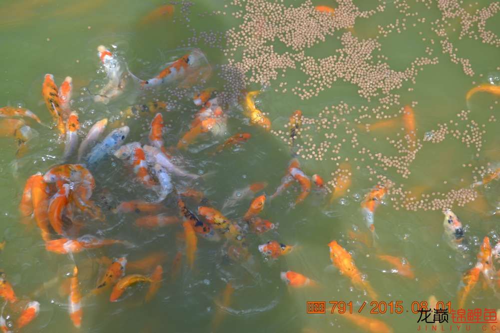 锦鲤苗成长,日本锦鲤水花苗成长