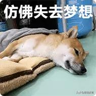 2021留学去哪个国家好,留学不用出国的学校好吗