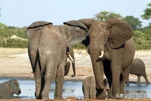 大象象牙没了影响大象生命吗,带有象牙的大象灭绝了吗