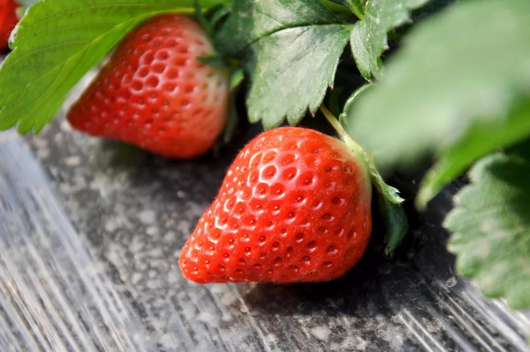 草莓品种栽培类型及主要优良品种,适合半促种植的草莓品种