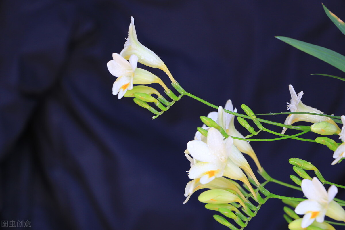 那些令人赞叹的庭院花卉,5种庭院生活方式的花卉