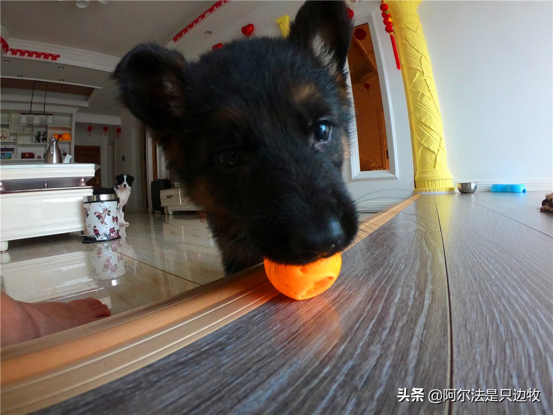 小德牧长不大了怎么办,小德牧几个月过了尴尬期