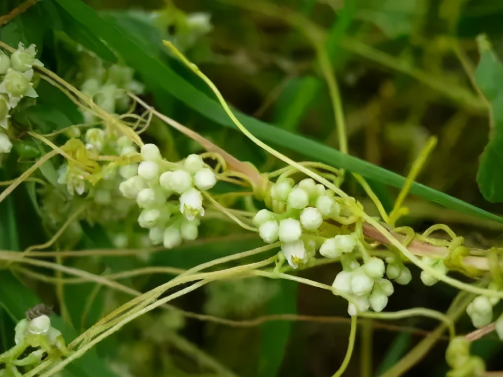 菟丝子可以补肝肾阴亏吗,菟丝子补肾的神奇功效