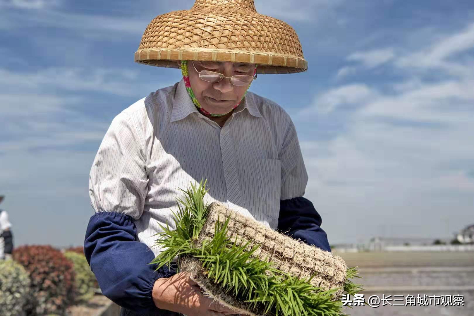 新时代最美常熟人系列报道之一:水稻育种专家端木银熙