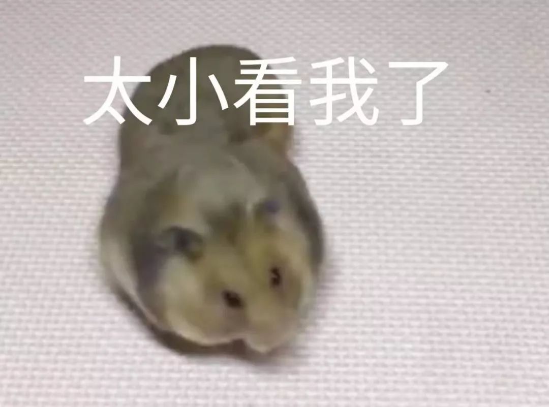 仓鼠生日该怎么准备呢,仓鼠生日应该给他吃什么