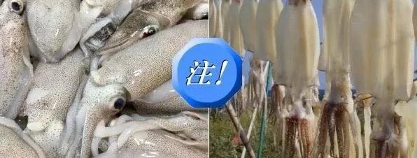 对猫有毒的植物气味也不能闻吗,对猫有毒的食物