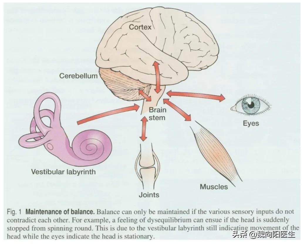 脑供血不足头晕输液用什么药,头晕眩晕需要输液吗