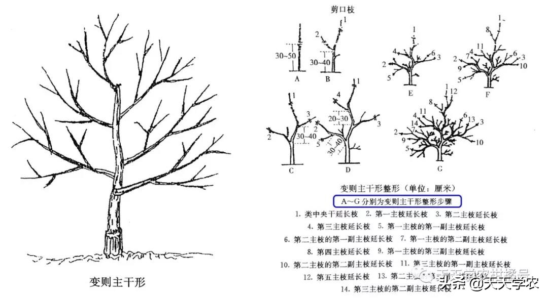 果树冬剪怎么剪视频,果树夏剪的正确方法