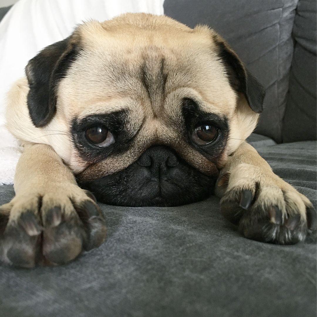 巴哥犬串串优点,巴哥犬的优点与缺点