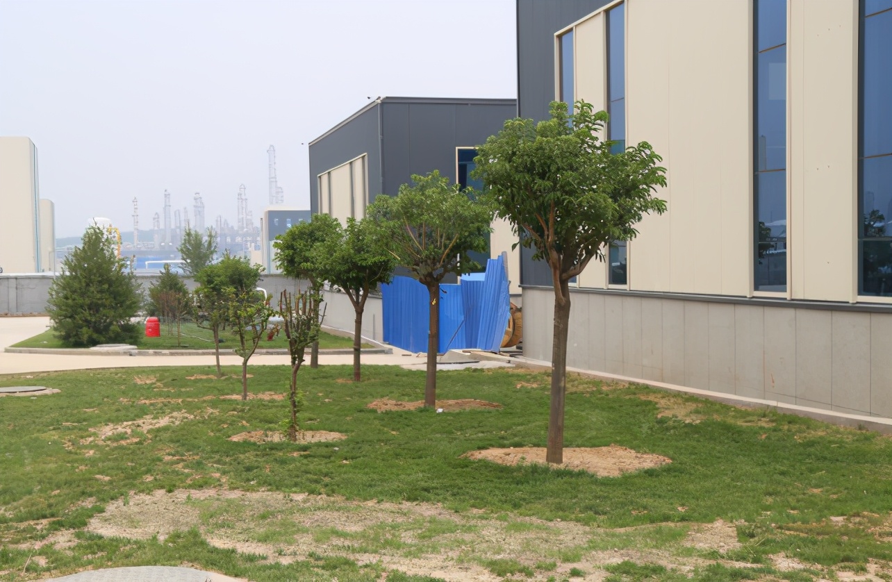 大叶桉树功效与作用,丛生大叶丝棉木