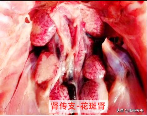 高发鸡病最佳治疗方法,鸡患肾传支的治疗方法