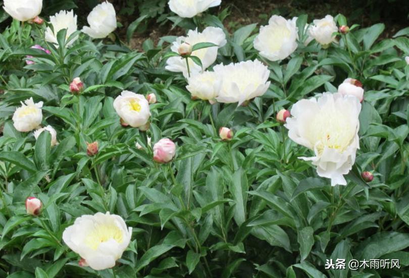 冬季适合种植什么中药材,适合夏季种植的五种中药材推荐