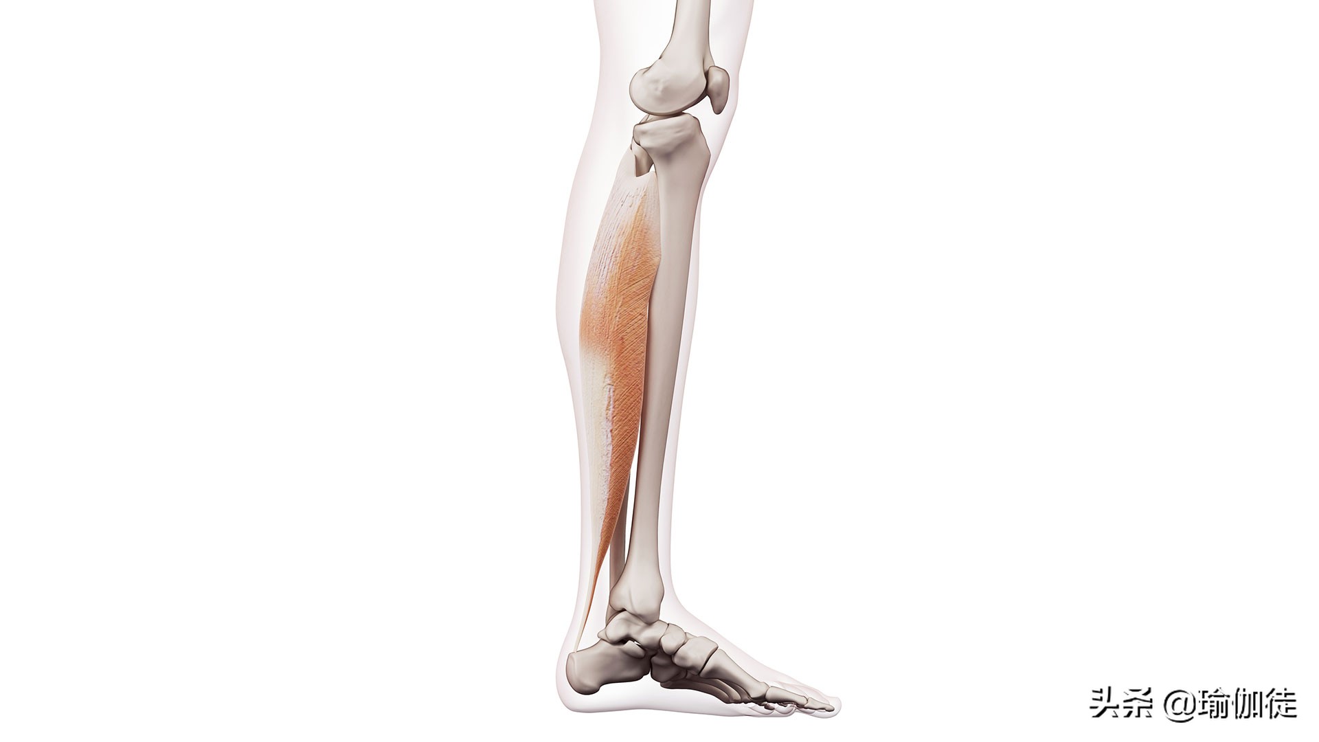 瑜伽小腿肌肉怎么放松,缓解腿部僵硬的瑜伽动作