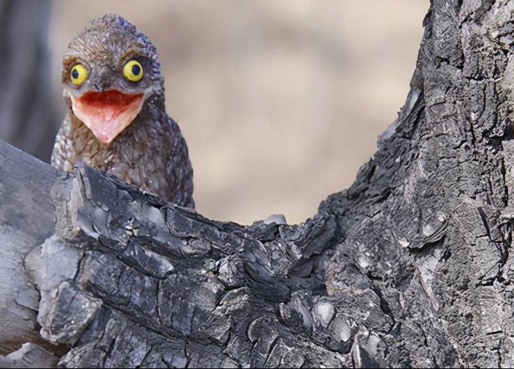 如幽灵般的鸟，一动不动假装别人“看不见我”，张开大嘴有点诡异