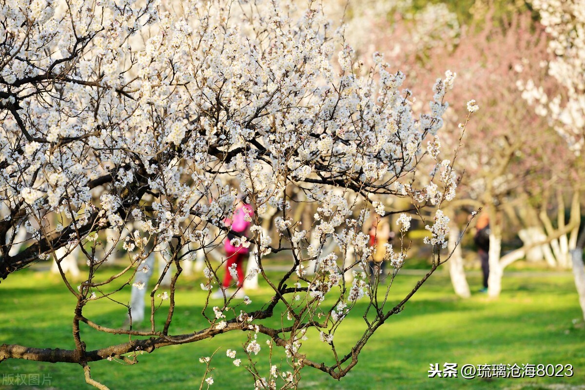 中国军事禁地风景区,玄武湖是中国最大的皇家园林湖