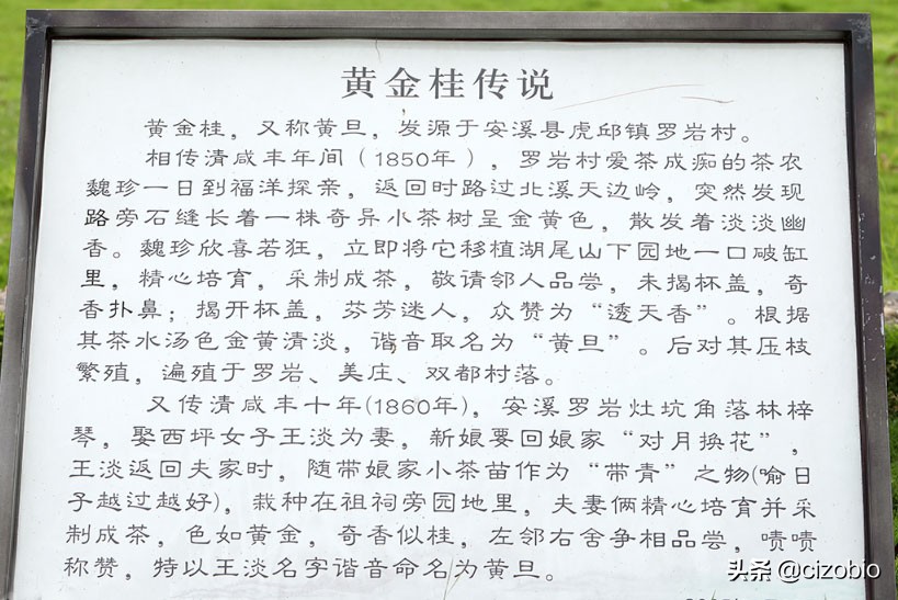 除了福建哪还有铁观音,安溪四大名茶哪个最好