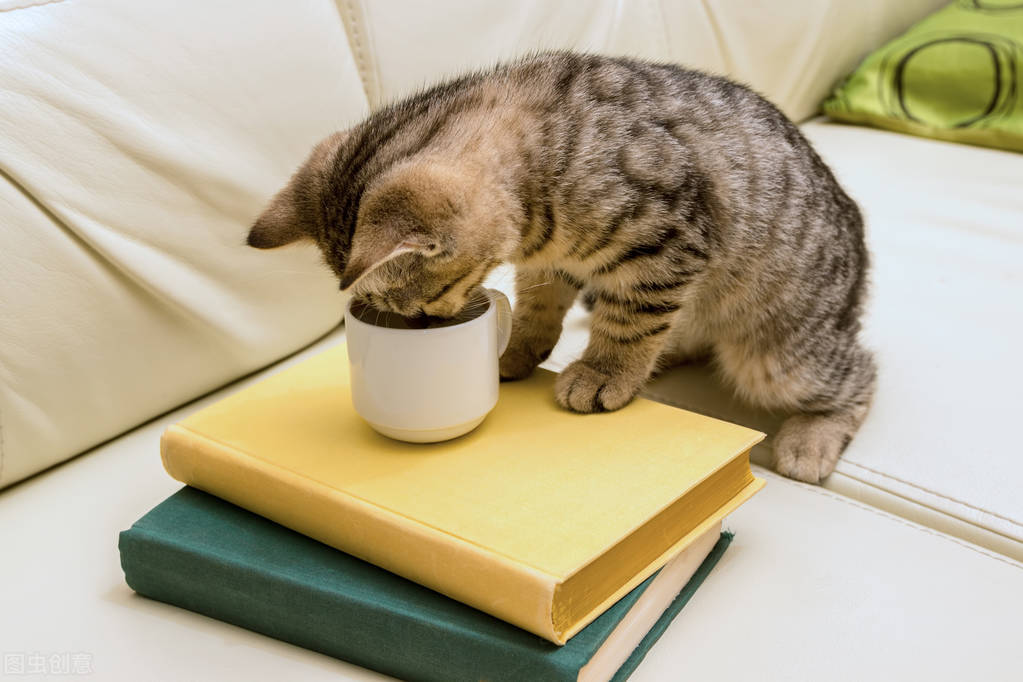 猫咪耳螨用碘伏很有效,猫咪耳屎和耳螨的分辨