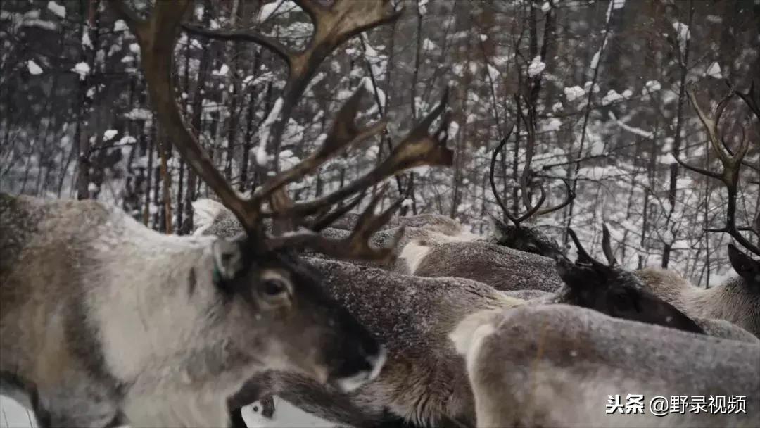 敖鲁古雅原始部落驯鹿喂草,敖鲁古雅驯鹿旅行