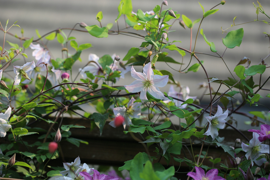 一棵就能爬满墙?这波操作服了