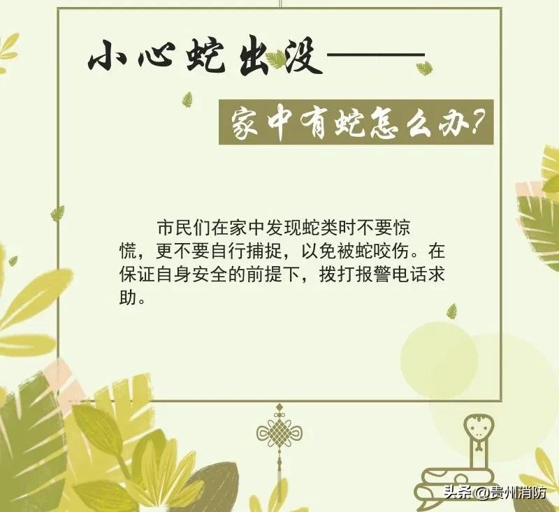 贵州头上有角的蛇,贵州头部是三角形的蛇