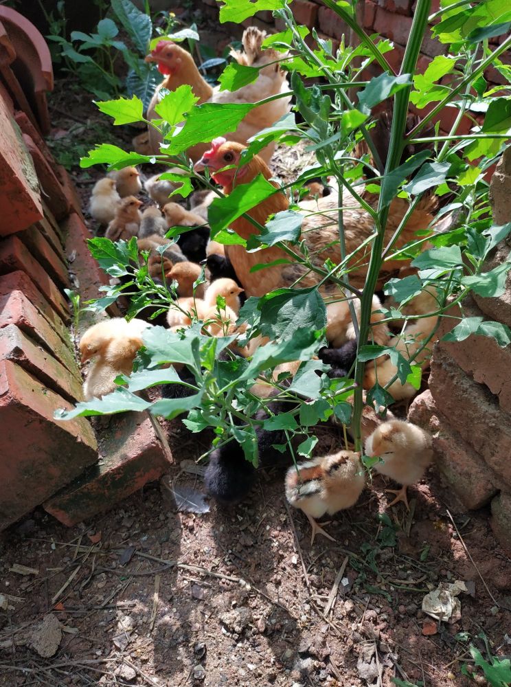 返乡创业农村生活现实记,农村生活与创业之路欢迎进来交流