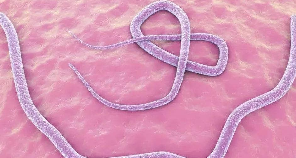 猪弓形虫病的病因分析和防治措施