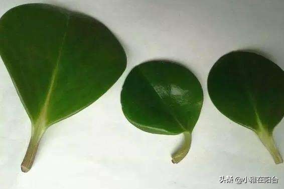 养碧玉叶子上可以喷水吗,养碧玉能养成独棵老桩吗