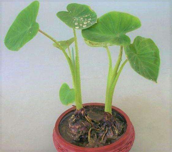 这几种盆栽可不能随便养,十大适合懒人种植的盆栽