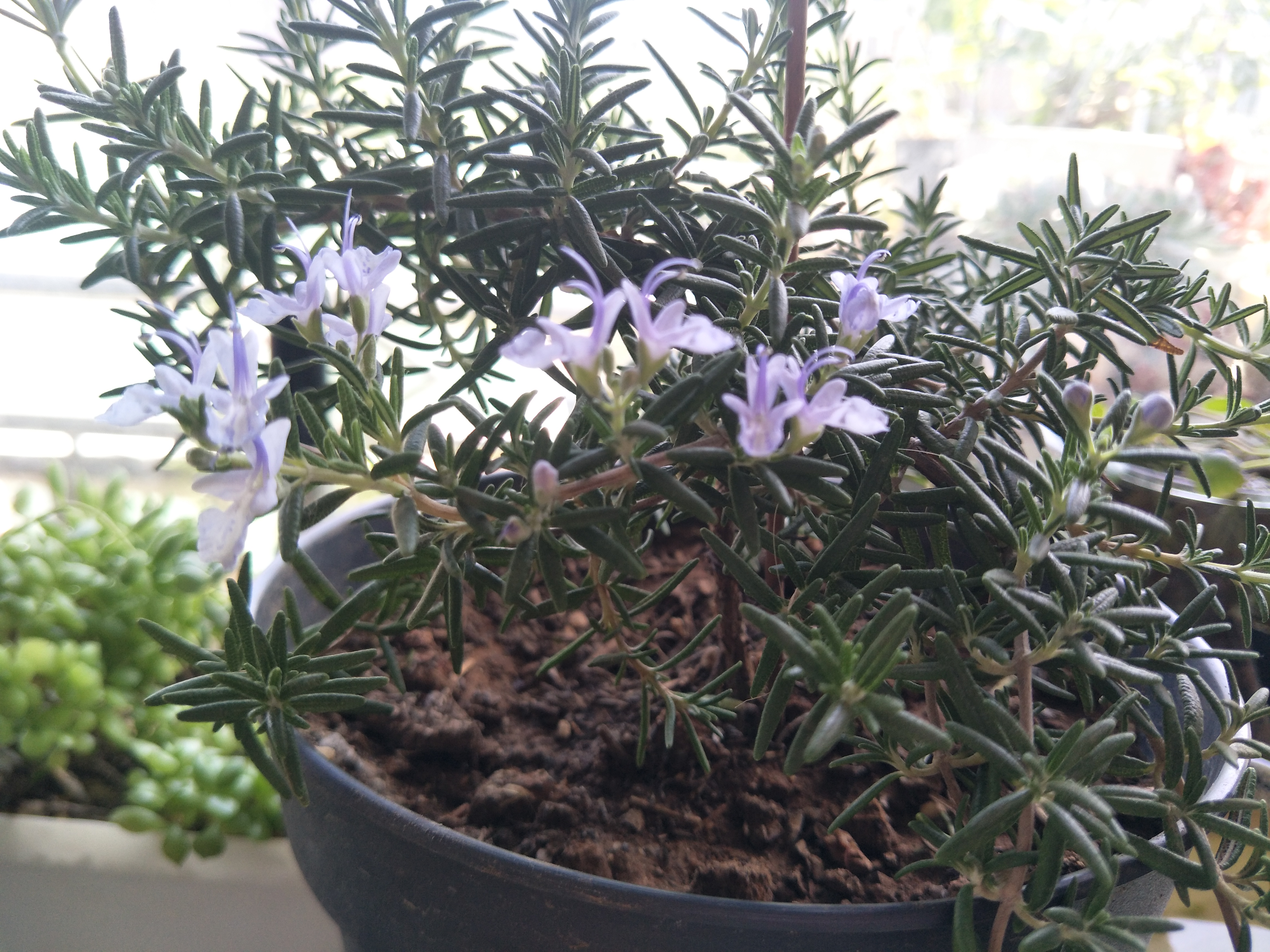 迷迭香养护要点是什么,怎样养迷迭香才能使它活下去