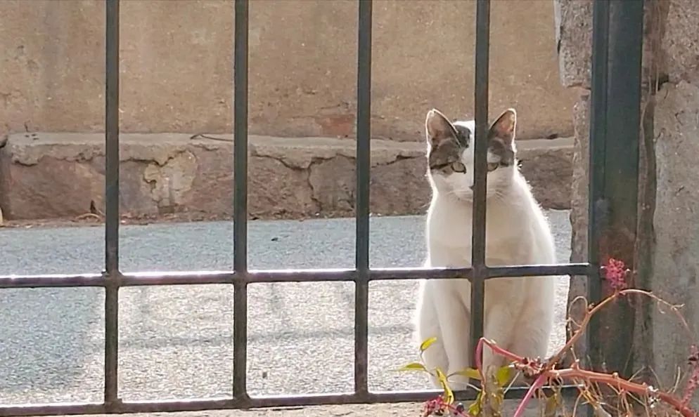 流浪猫的耳朵上为什么会缺了一角,流浪猫的耳朵上为什么会缺一角