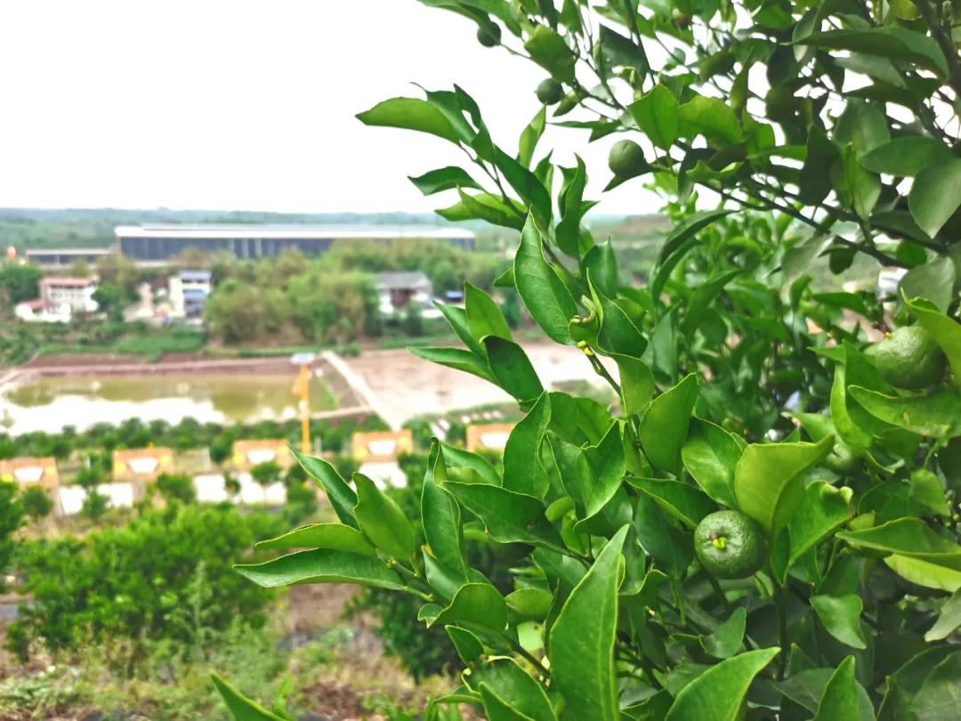 井研乡镇杂交柑橘栽培管理技术,井研柑橘项目的具体做法有哪些