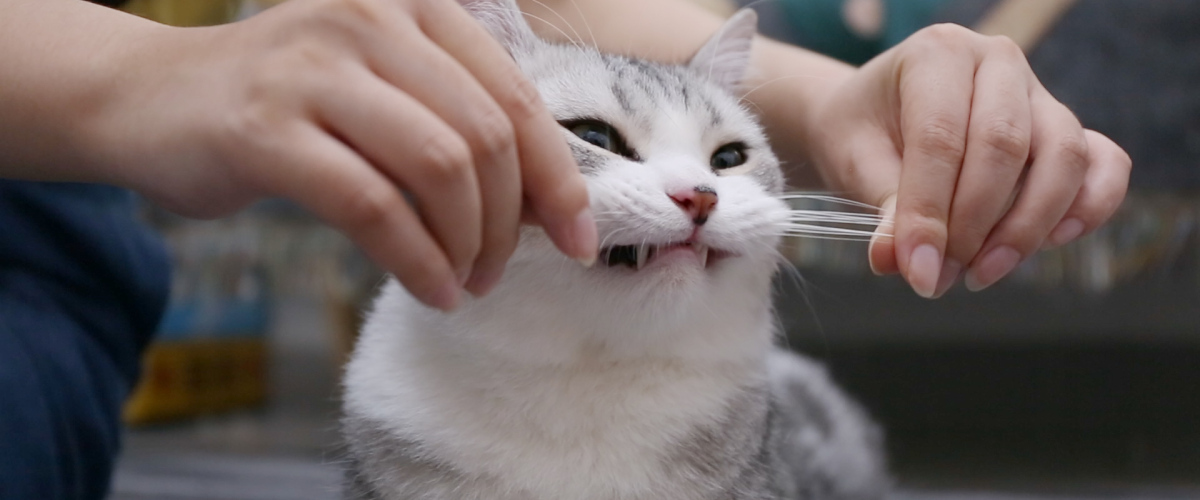 猫咪最不喜欢让人摸的部位,猫咪最喜欢被摸的5个位置