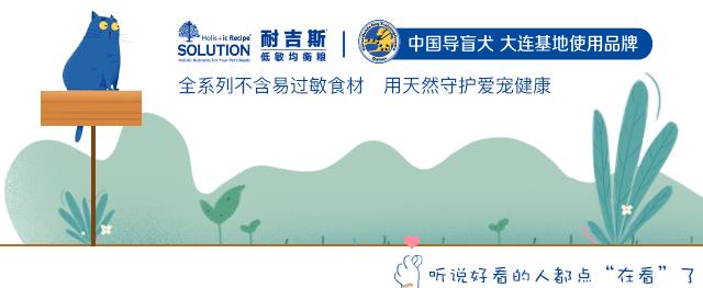 所有铲屎官,耐吉斯双11预售车来啦