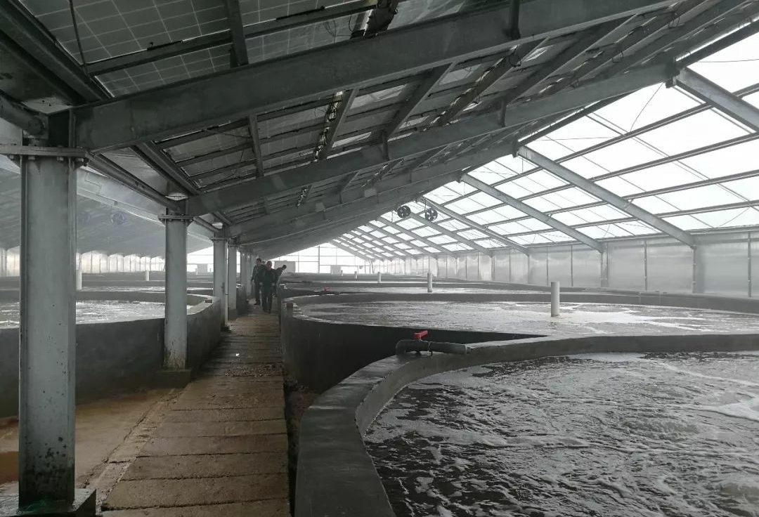 对虾蜕壳不遂原因解剖和处理建议,小棚对虾蜕壳不遂表现