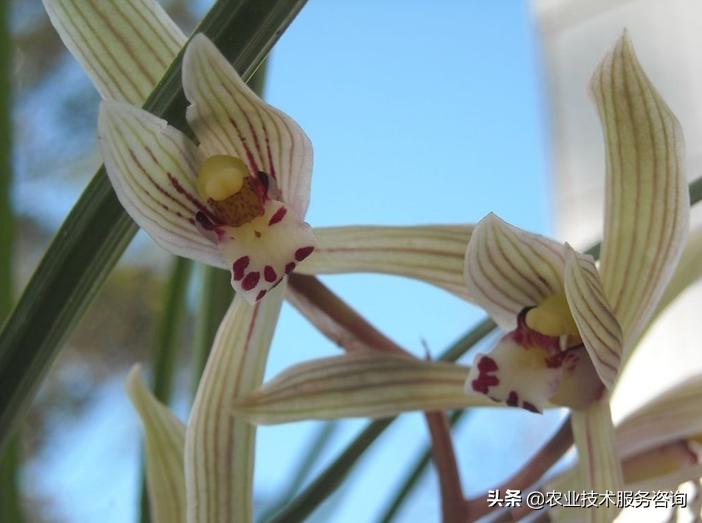 几种名贵兰花品种,名贵兰花品种十大排名