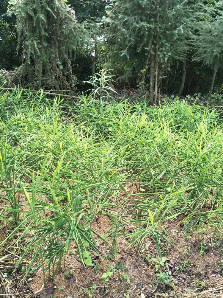 种地用的自制酵素,酵素种地效果怎么样