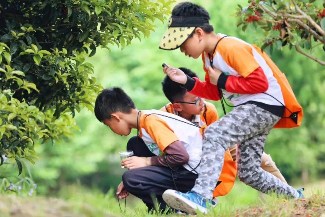 喜欢昆虫的孩子应该怎么培养,小时候喜欢昆虫长大了却不喜欢了