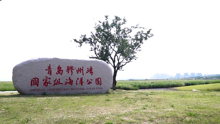 青岛国家海洋公园免费,海洋公园青岛最新