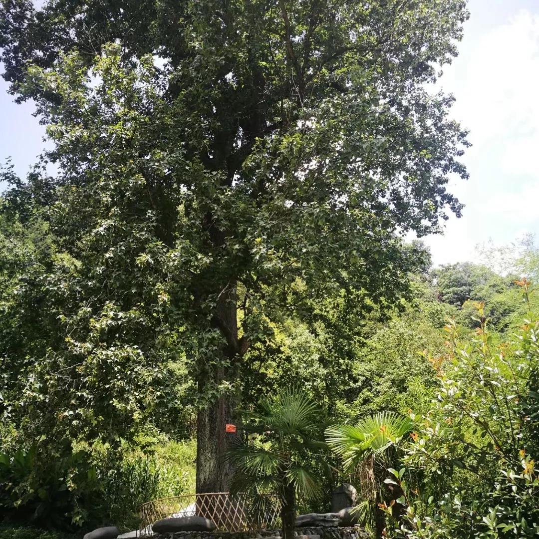 扎根才能成长,扎根土壤才能向上生长