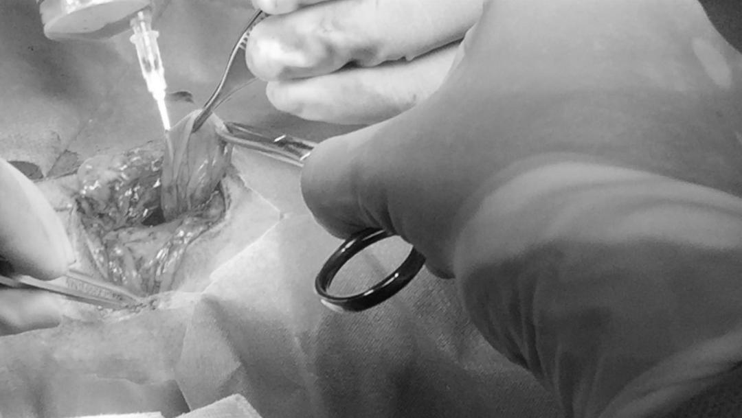 如果狗身上有虱子应该怎么办,如果狗狗身上有虫子怎么办