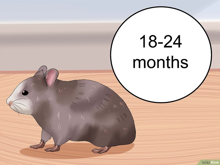 仓鼠趴着一动不动是什么意思,仓鼠怎么一动不动