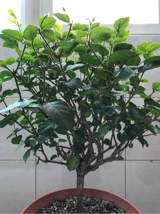 养好茉莉在茉莉花水里加什么,养好茉莉花土方法